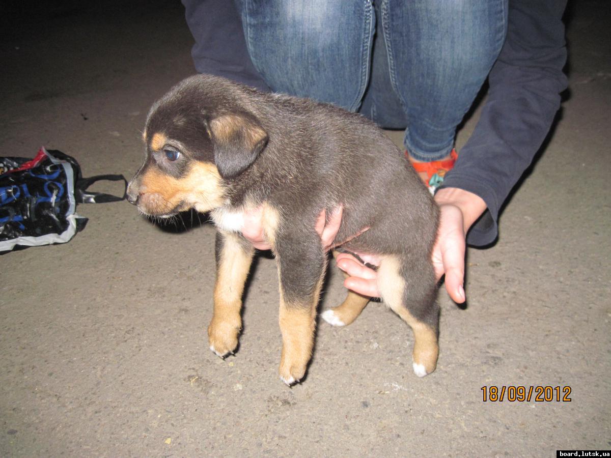 post-2590-0-46512100-1348001278_thumb.jp