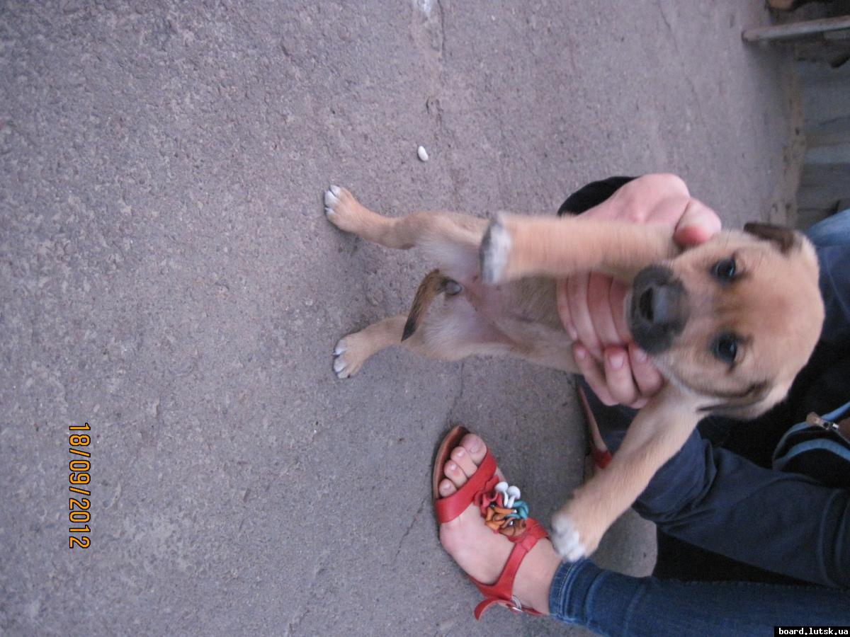 post-2590-0-46525500-1348000880_thumb.jp