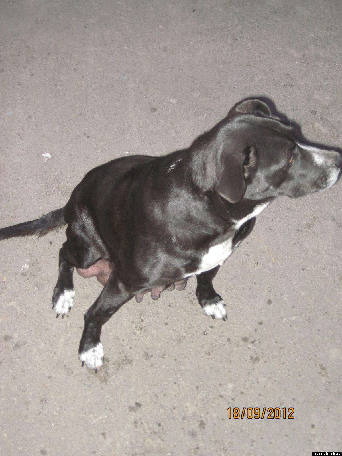 post-2590-0-64627700-1348001319_thumb.jp