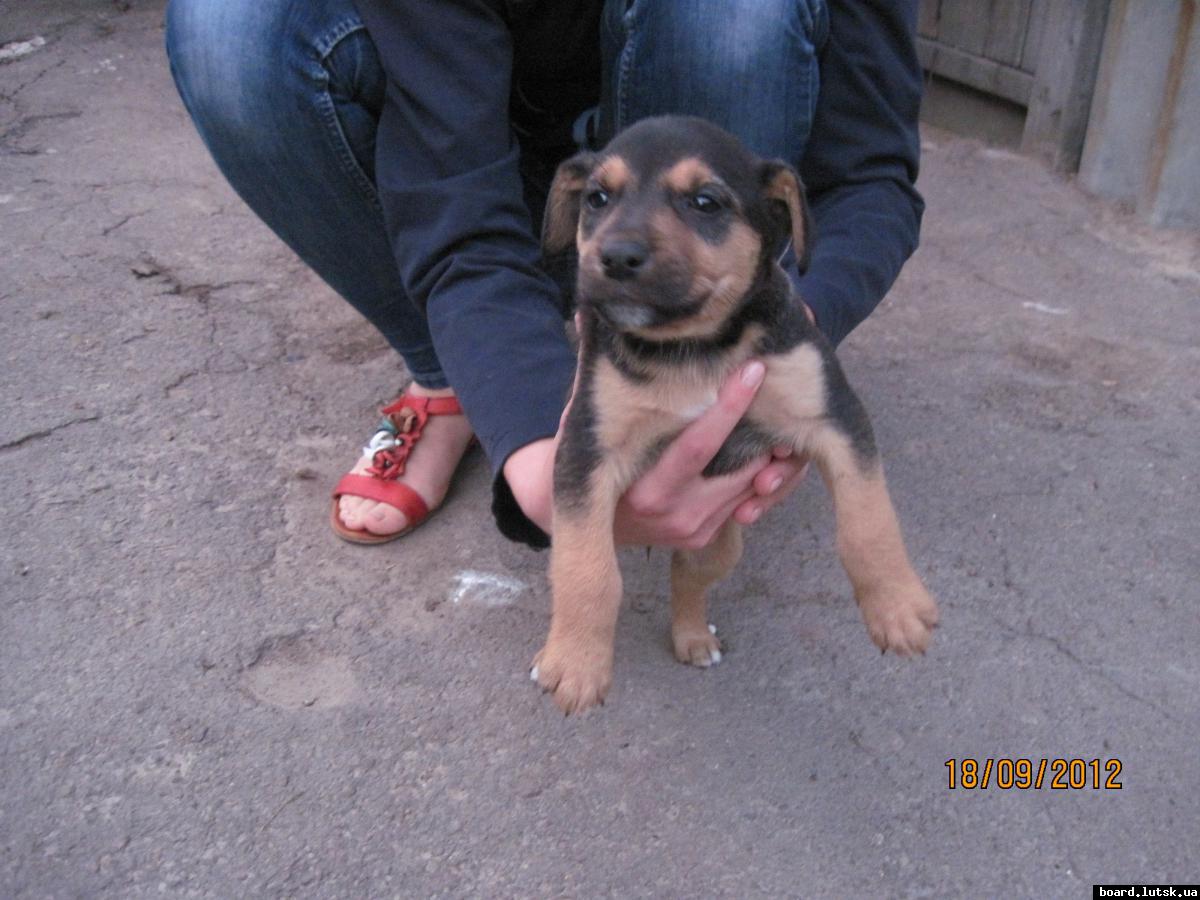 post-2590-0-72869100-1348000967_thumb.jp