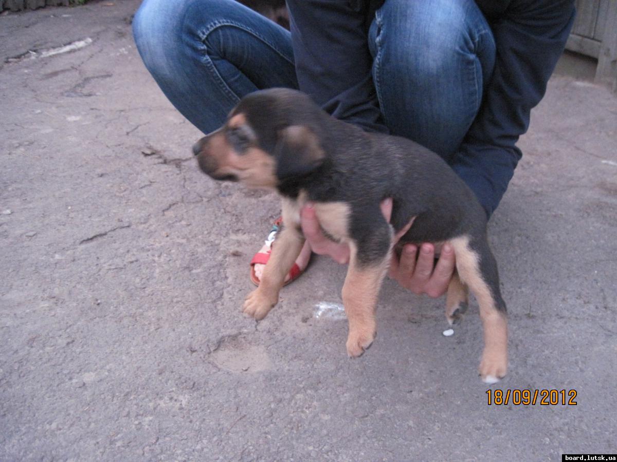 post-2590-0-74892700-1348001012_thumb.jp