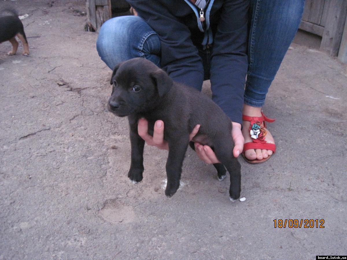 post-2590-0-74911700-1348001104_thumb.jp