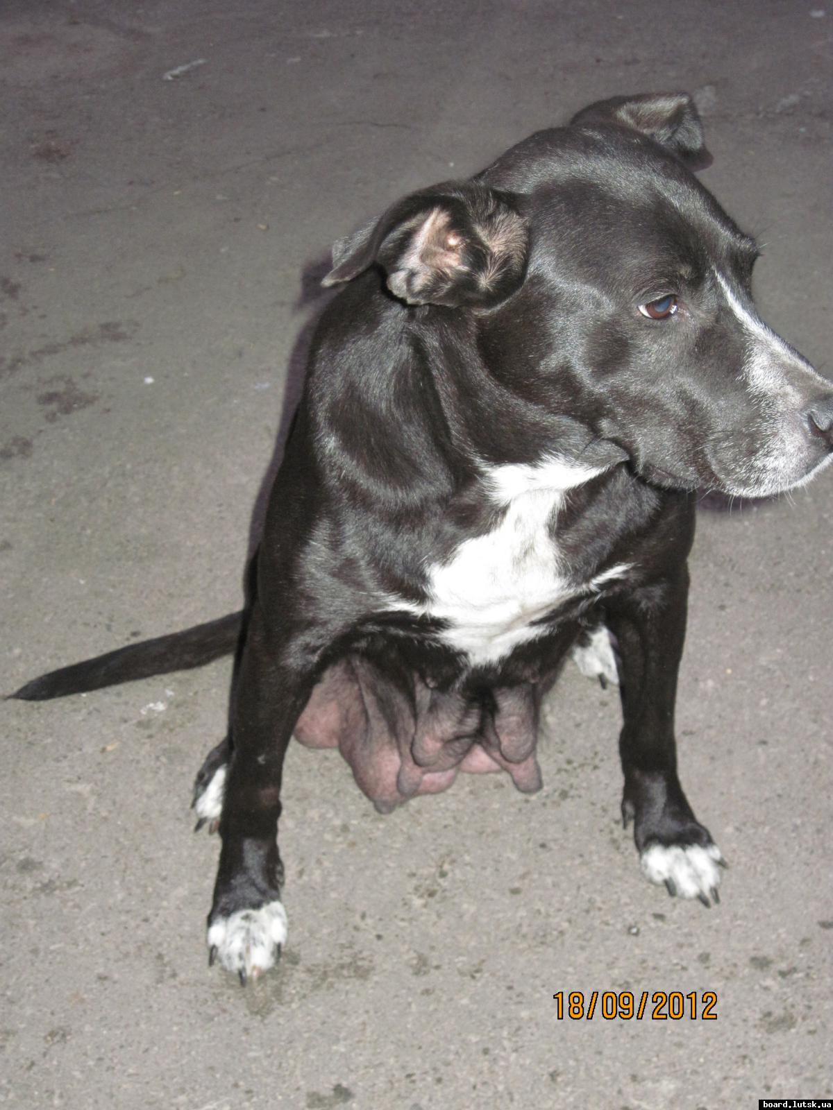 post-2590-0-96725600-1348001360_thumb.jp