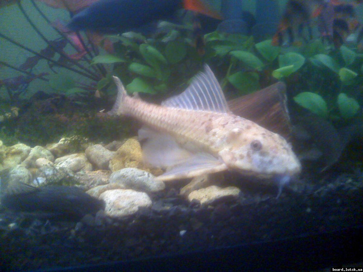 post-3408-0-02890000-1347687971_thumb.jp