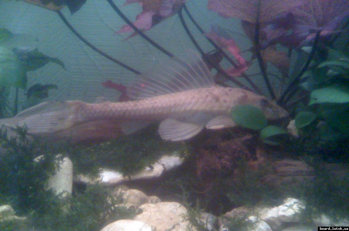 post-3408-0-99129900-1347687960_thumb.jp