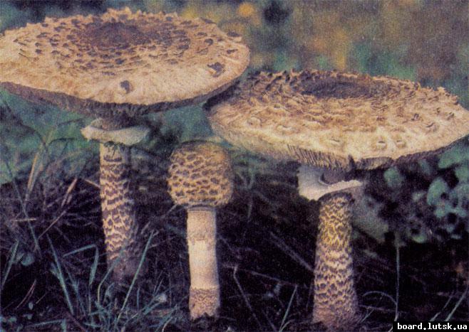 post-4040-0-85679600-1348923756_thumb.jp