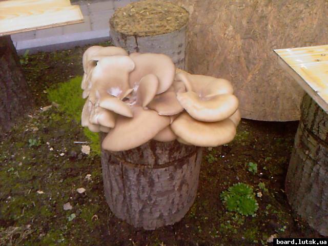 post-4981-0-27184700-1347550555_thumb.jp