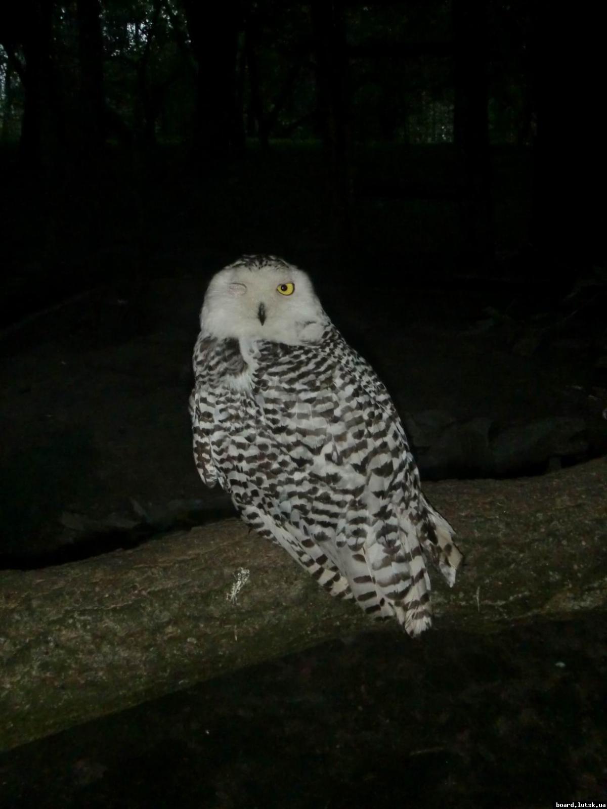 post-5279-0-23643500-1347139286_thumb.jp