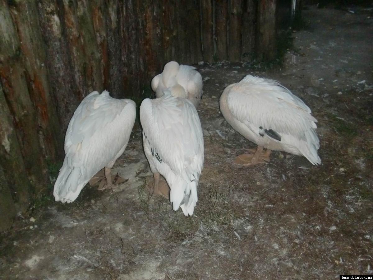 post-5279-0-24290800-1347139279_thumb.jp