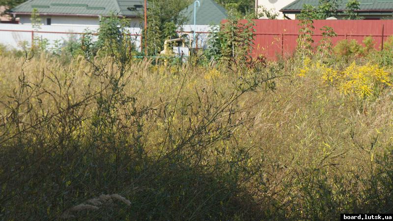 post-5335-0-88669600-1346842294_thumb.jp