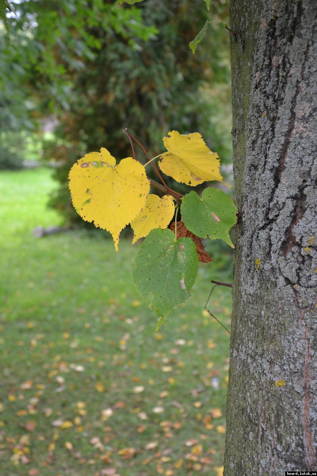 post-6229-0-95957700-1347995588_thumb.jp