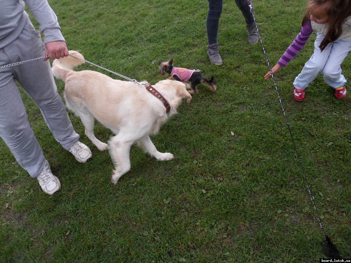 post-7103-0-04841000-1349032761_thumb.jp