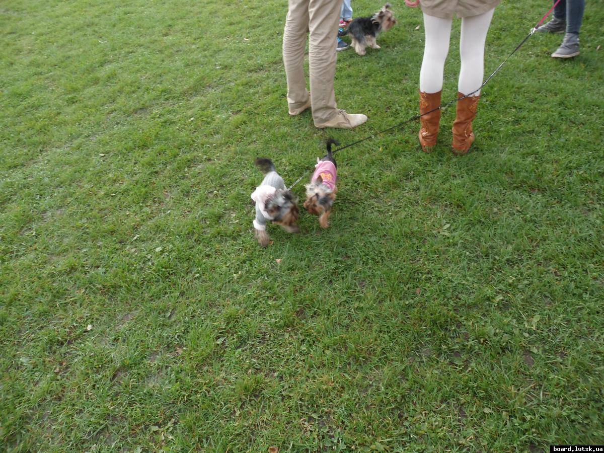 post-7103-0-13187100-1349032743_thumb.jp