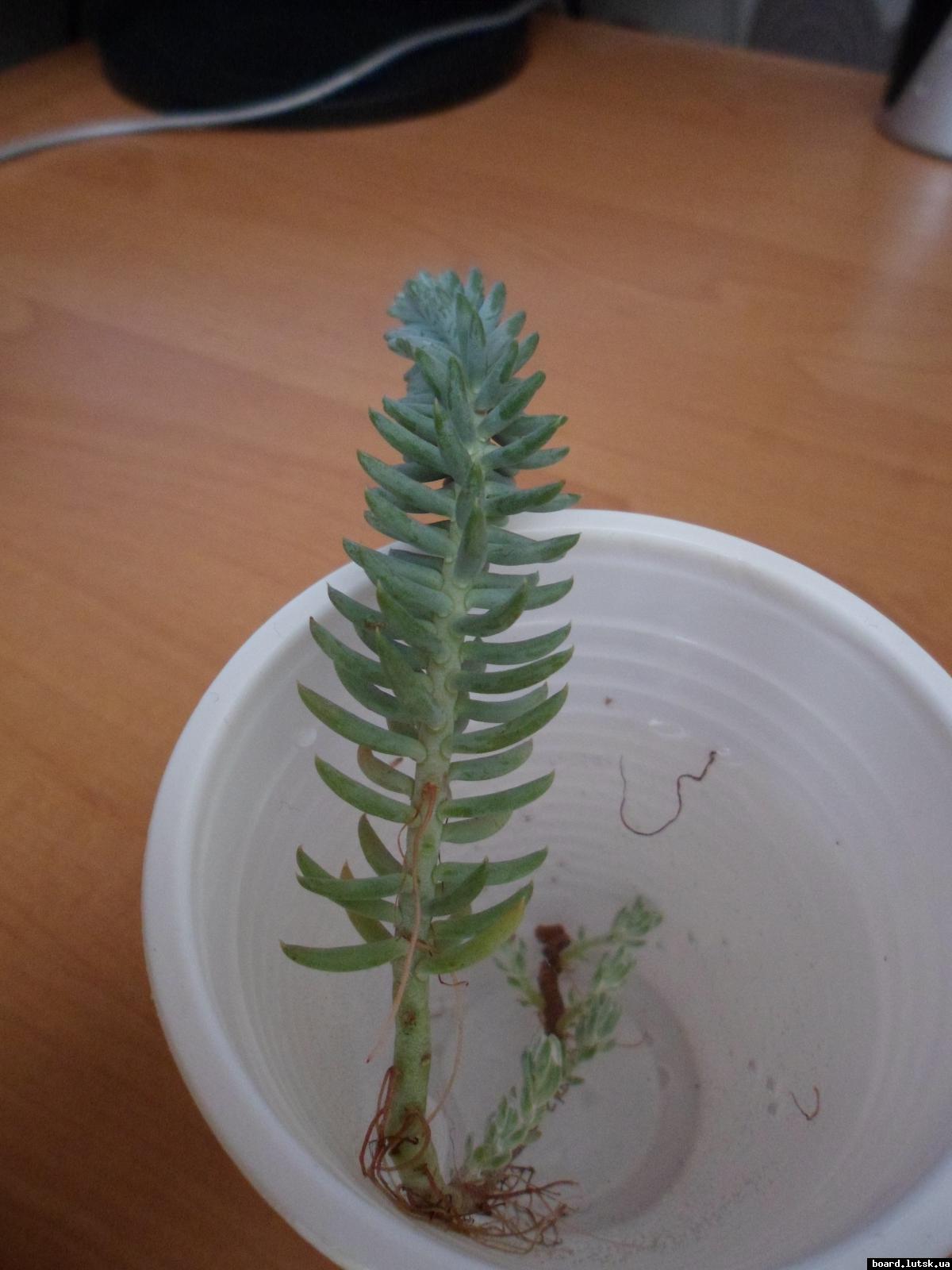 post-7103-0-70534600-1348410137_thumb.jp