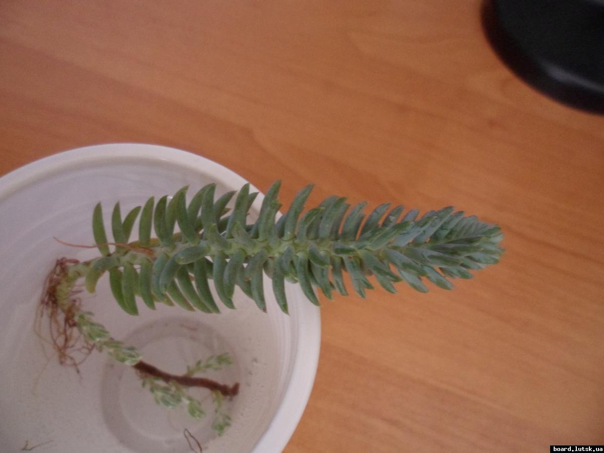 post-7103-0-74478900-1348410143_thumb.jp