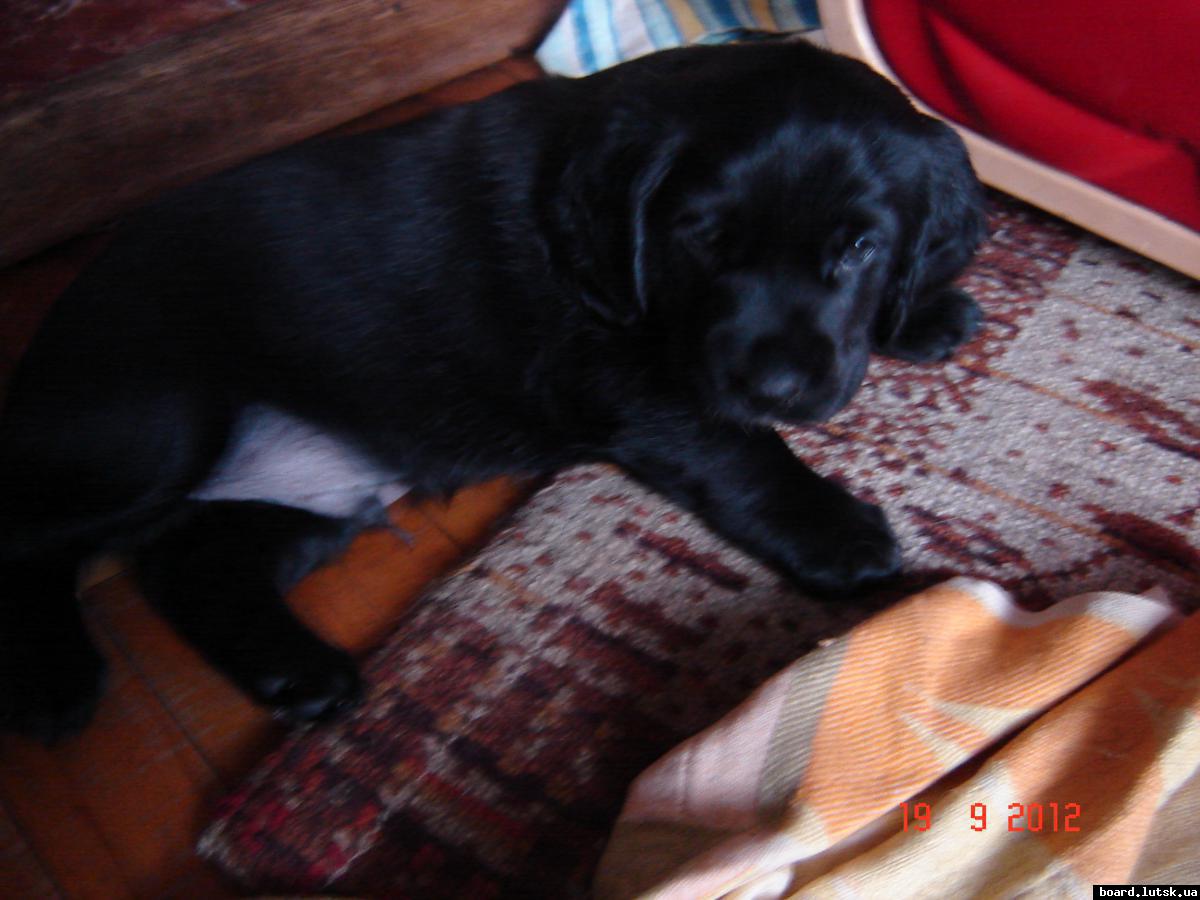 post-7890-0-04472200-1348403791_thumb.jp