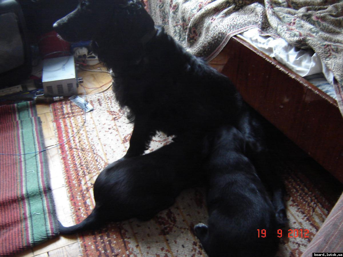 post-7890-0-24209500-1348403827_thumb.jp