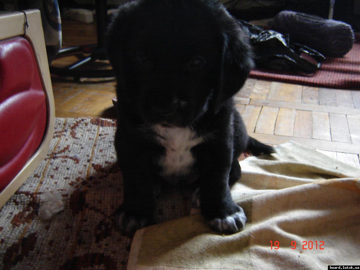 post-7890-0-64272800-1348404077_thumb.jp