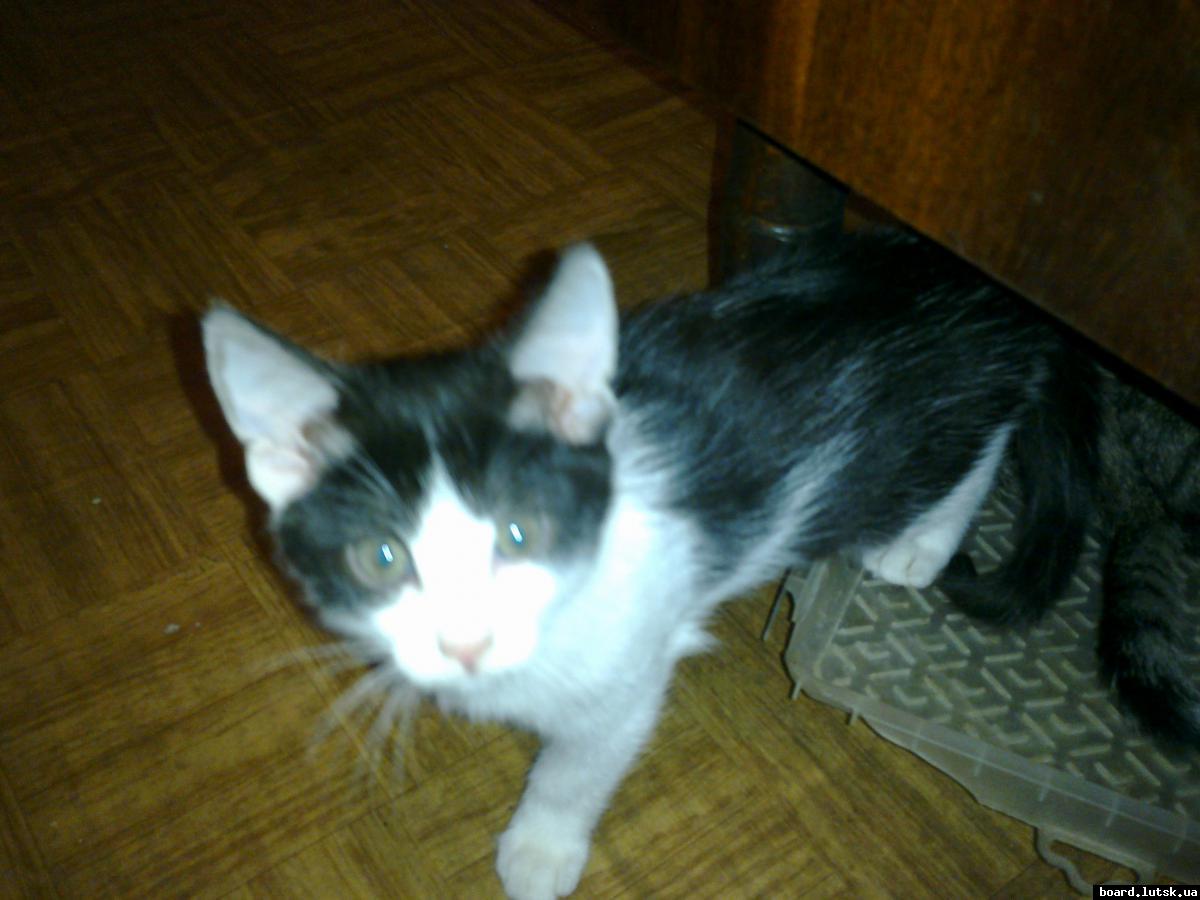 post-7943-0-18811300-1348136369_thumb.jp