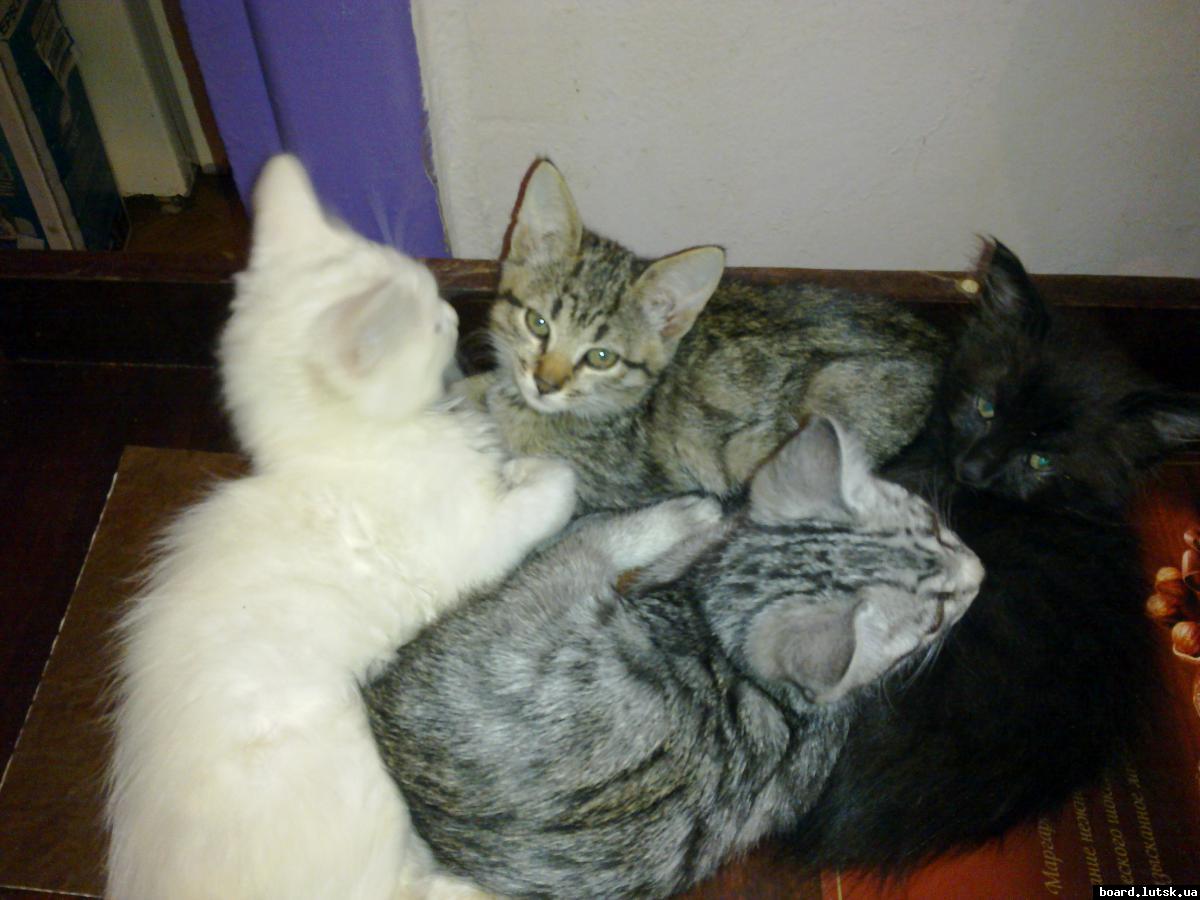 post-7943-0-19151000-1348136317_thumb.jp