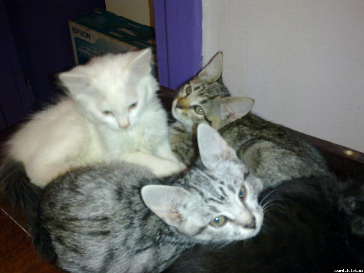 post-7943-0-71507300-1348136346_thumb.jp