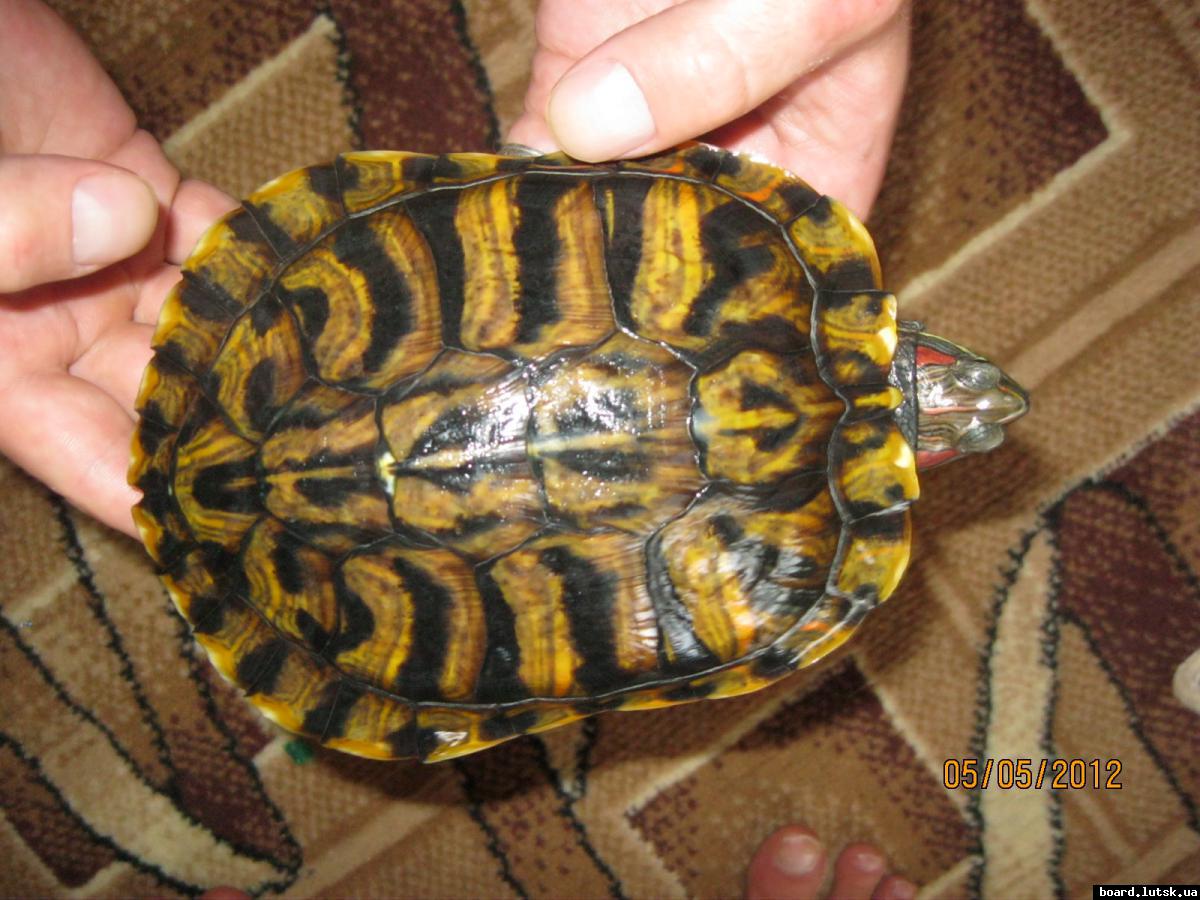 post-8103-0-12038900-1346926772_thumb.jp