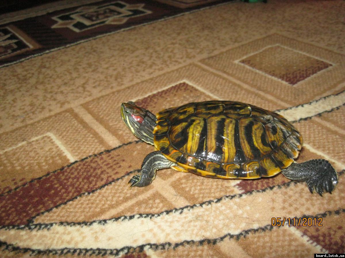 post-8103-0-76213700-1346926785_thumb.jp