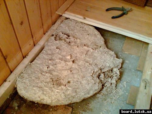 post-8369-0-61138000-1346780395_thumb.jp