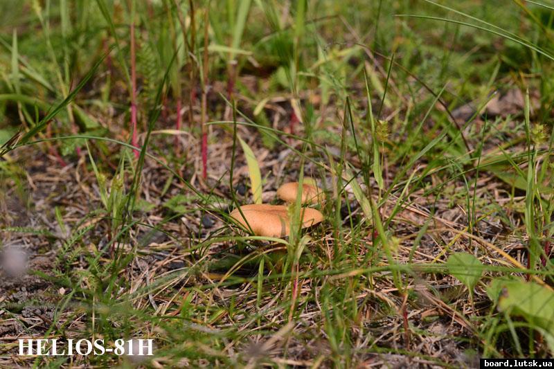 post-8941-0-92277400-1346758470_thumb.jp