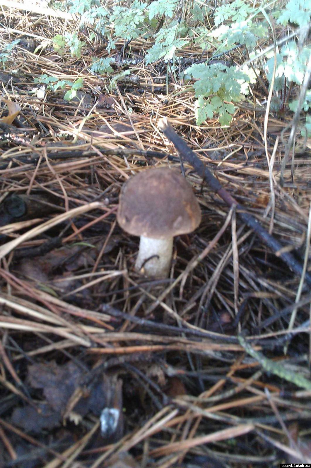 post-9178-0-12244900-1347826076_thumb.jp