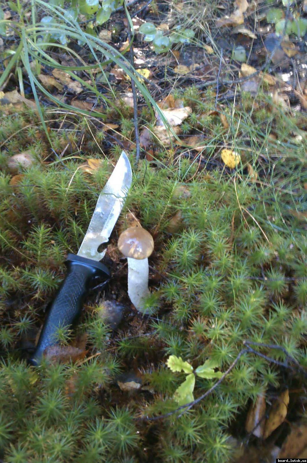 post-9178-0-19260700-1347826342_thumb.jp