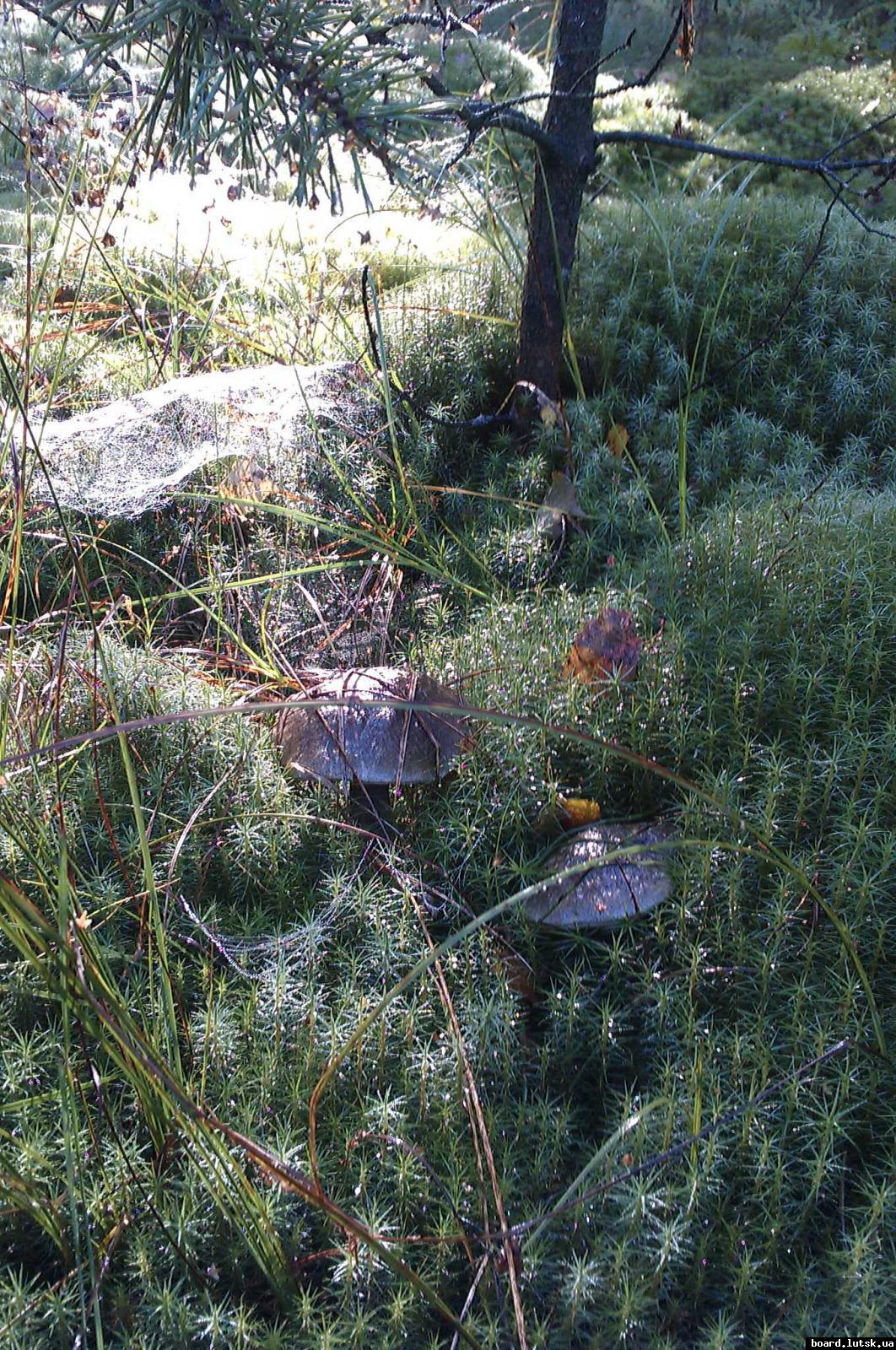 post-9178-0-27817600-1347826465_thumb.jp