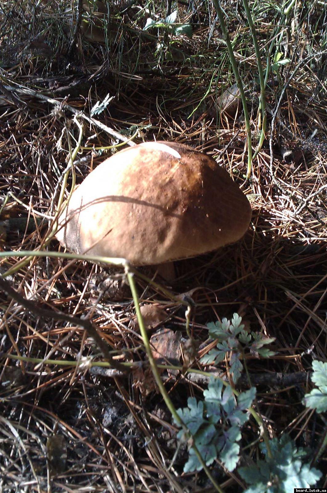 post-9178-0-78194200-1347826019_thumb.jp