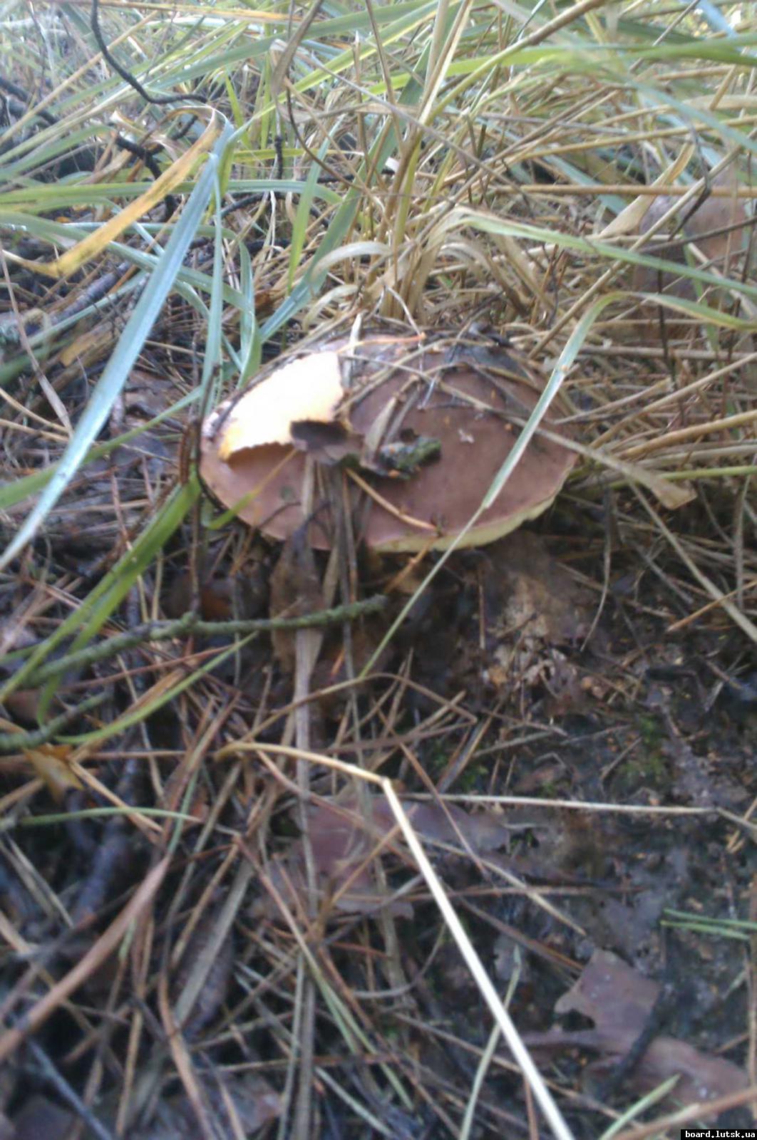 post-9178-0-87304100-1347826169_thumb.jp