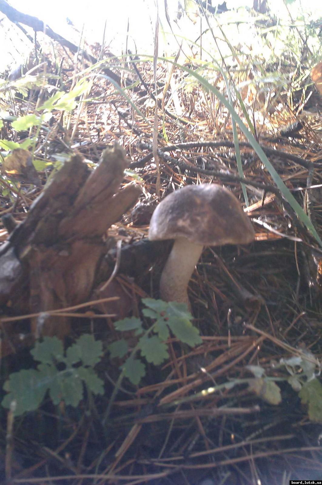 post-9178-0-93311900-1347826128_thumb.jp