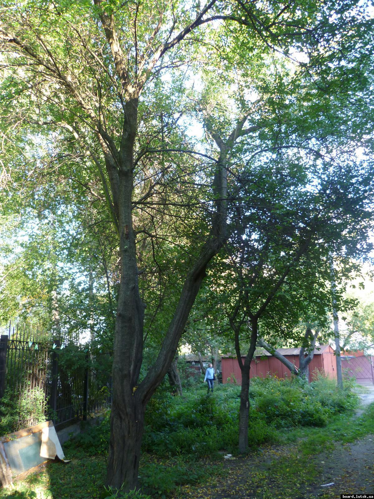 post-9395-0-06008400-1348413556_thumb.jp