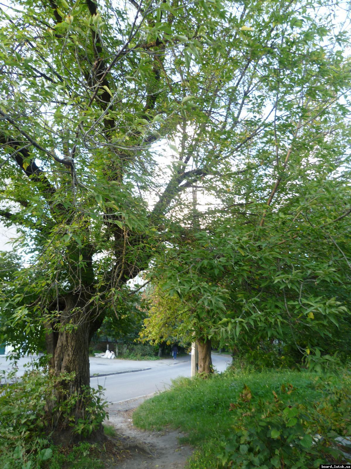 post-9395-0-35930800-1348413684_thumb.jp