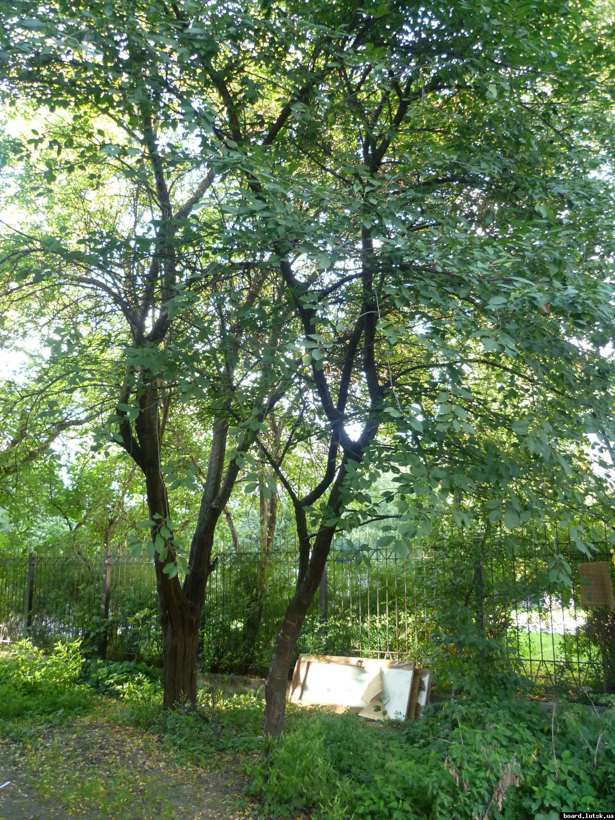 post-9395-0-39335300-1348413526_thumb.jp