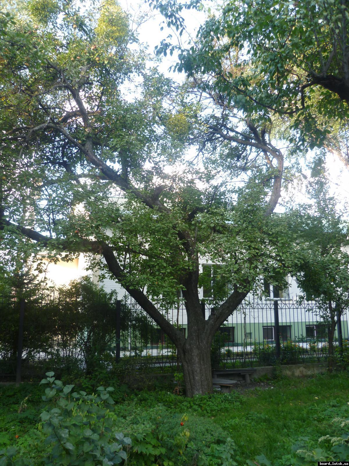 post-9395-0-64777400-1348413441_thumb.jp