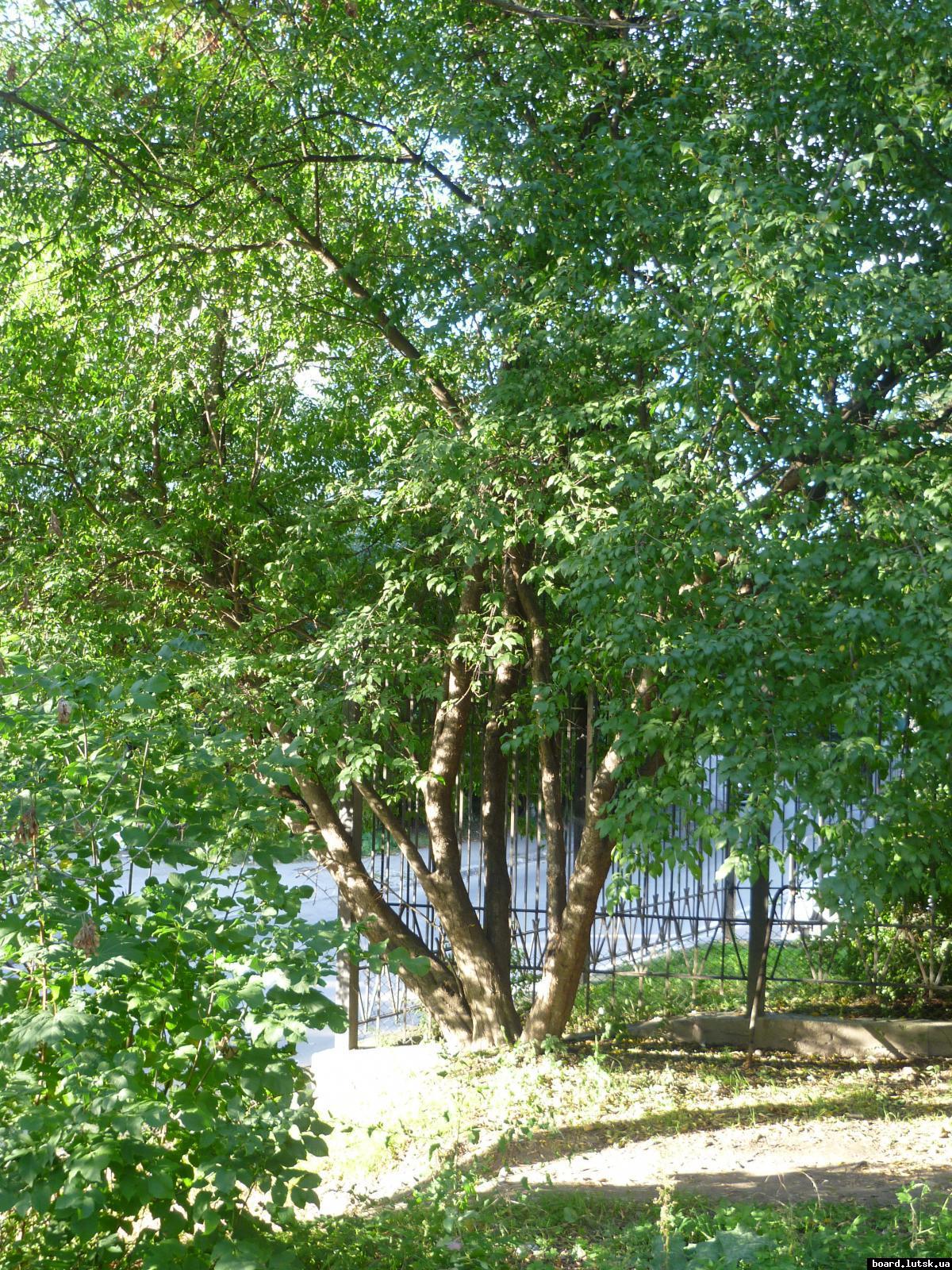 post-9395-0-90106200-1348413625_thumb.jp