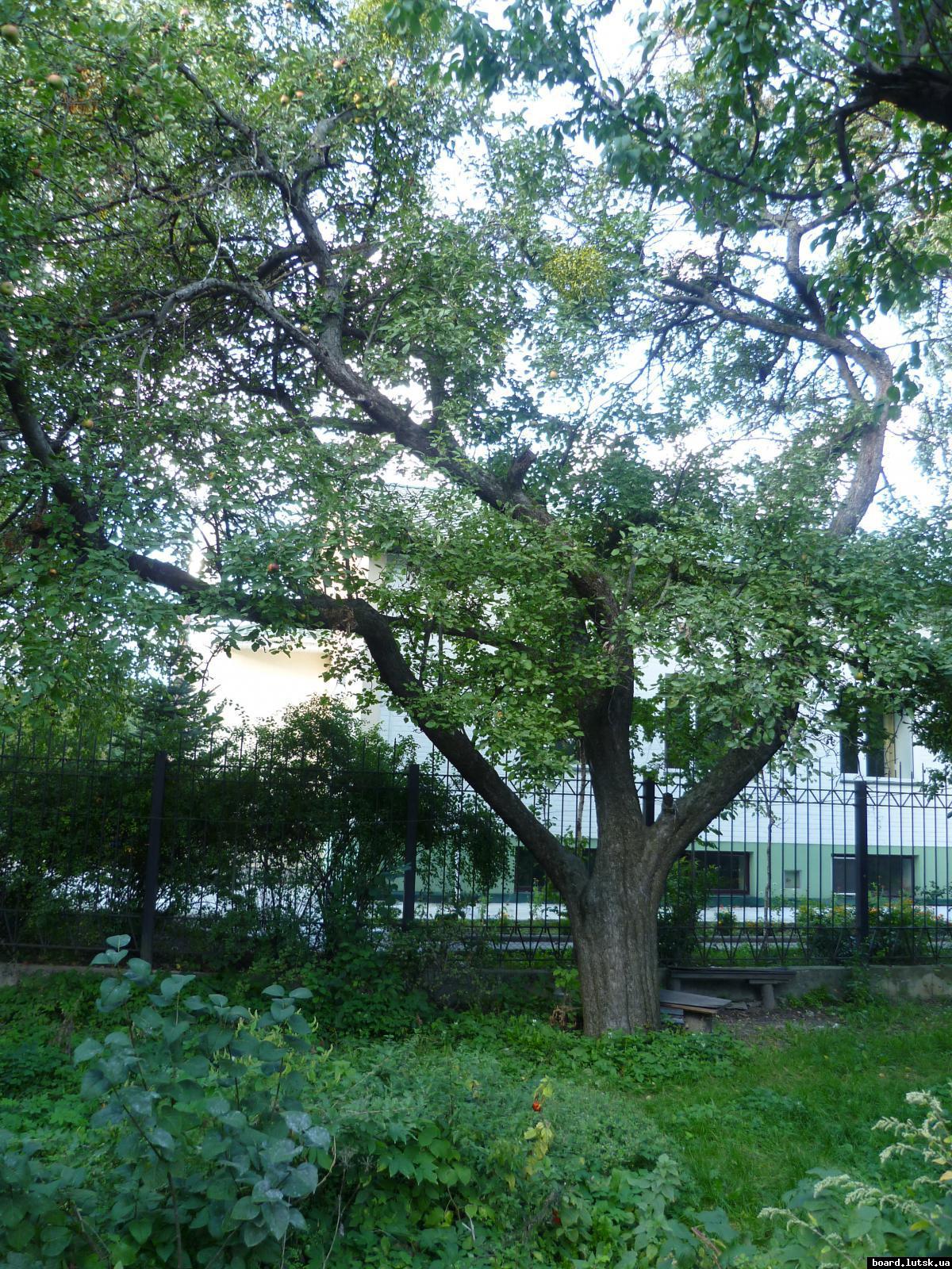 post-9395-0-97668400-1348413497_thumb.jp