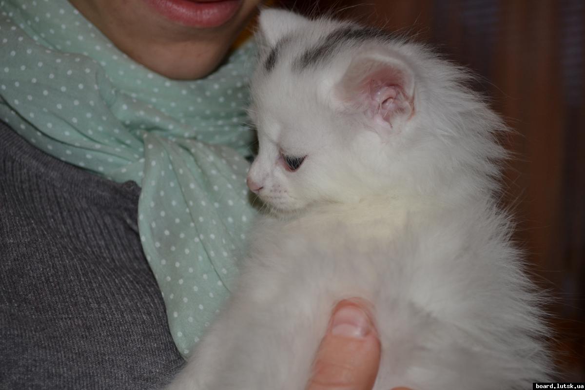 post-9398-0-36322200-1347868317_thumb.jp