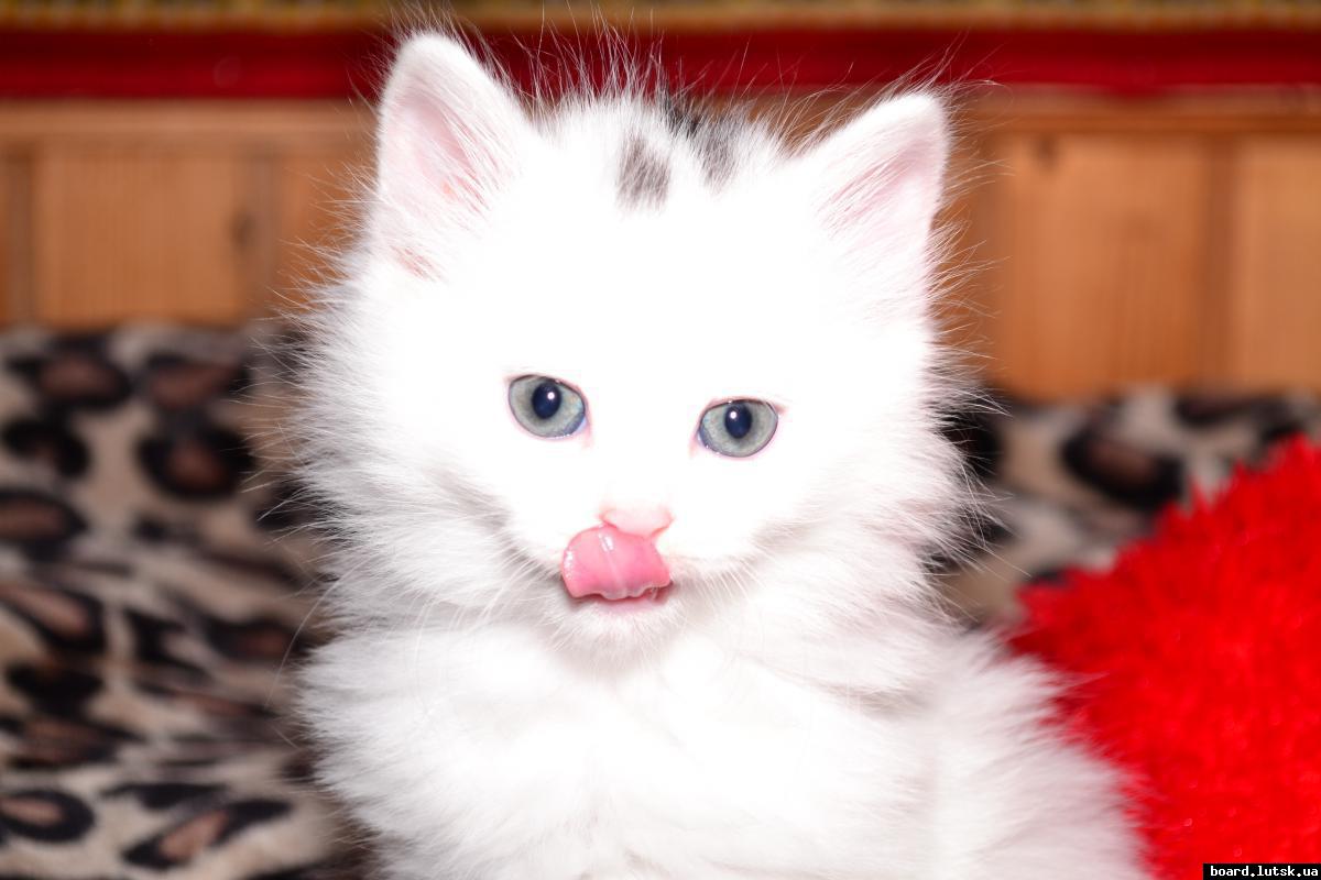 post-9398-0-37830700-1347868722_thumb.jp