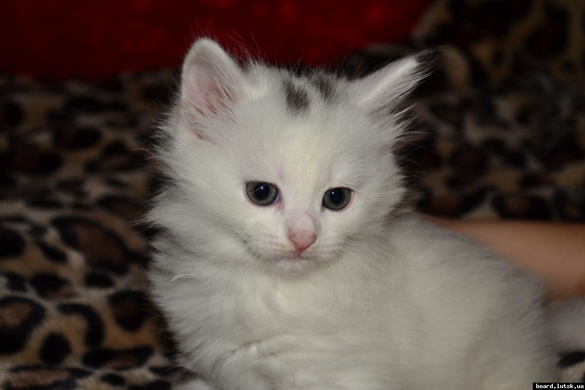 post-9398-0-40975100-1347868507_thumb.jp