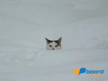 post-10332-0-71201100-1355689428_thumb.j