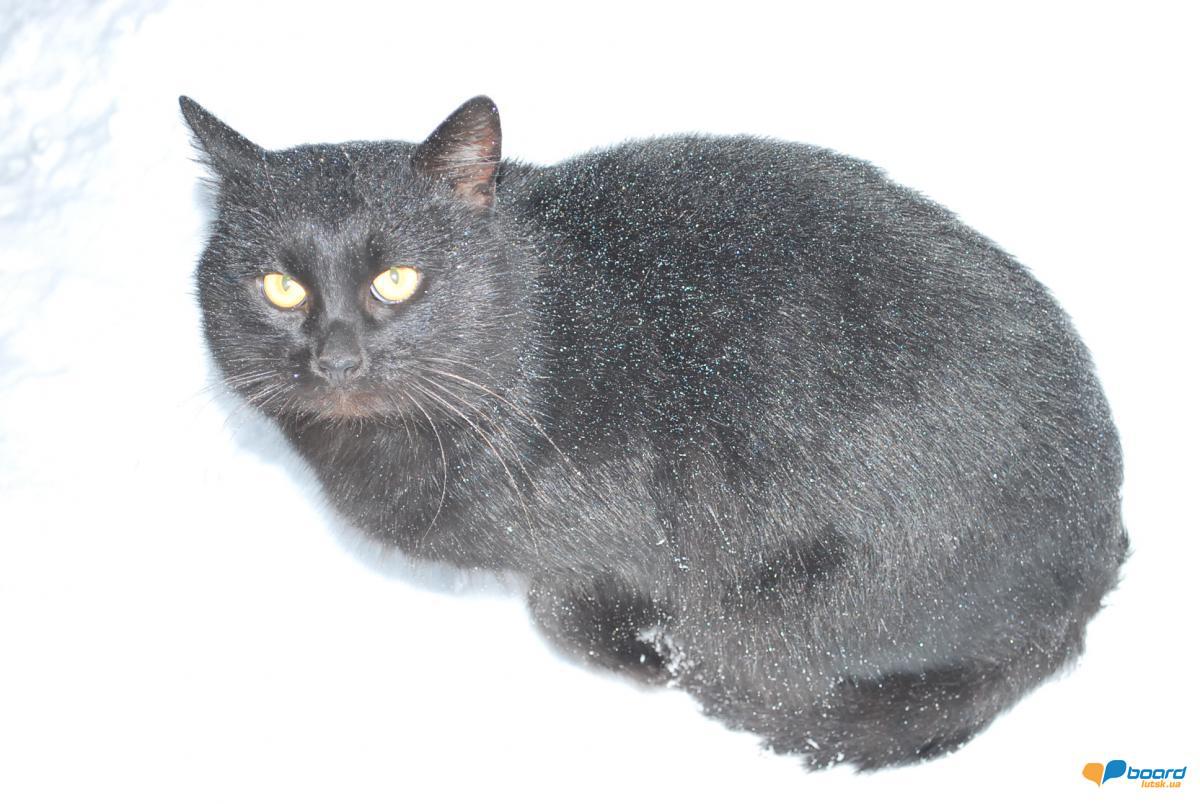 post-10367-0-65117500-1356460011_thumb.j