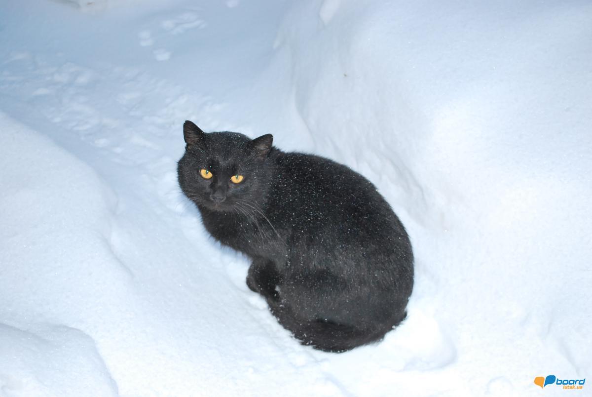 post-10367-0-71959000-1356459973_thumb.j