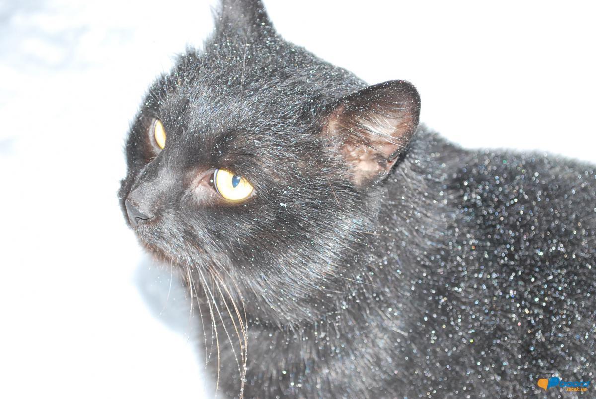 post-10367-0-87415200-1356460037_thumb.j