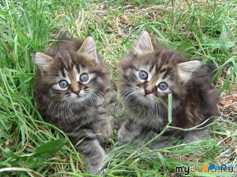 post-10669-0-67938900-1355342531_thumb.j