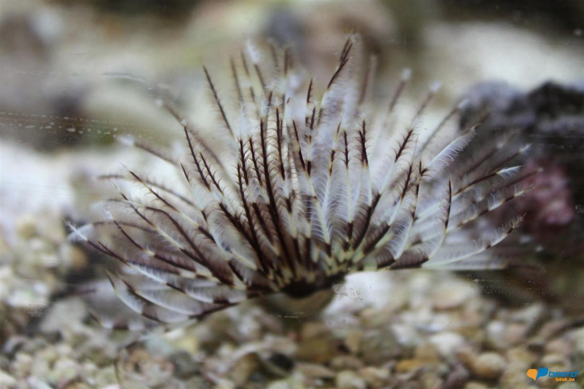 post-11279-0-47843100-1356811699_thumb.j